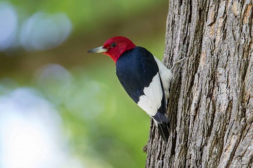 Black and White Bird with Red Head: 18 Species It Might Be
