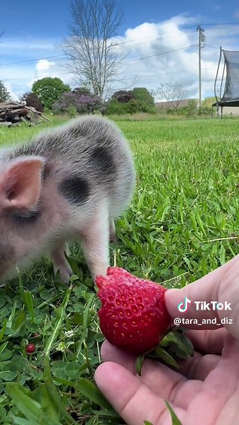 Adorable Mini Pig Eating a Strawberry | ASMR Sounds