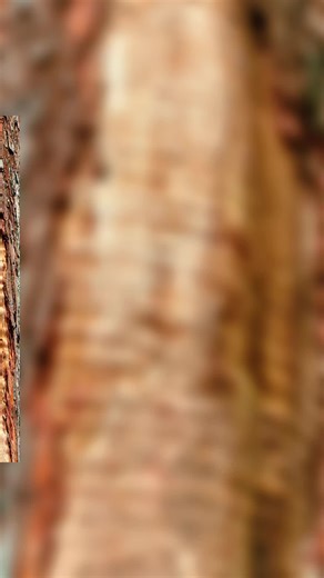 Veneer mill is looking to buy Curly Maple,Birdeye Maple veneer logs #veneermill