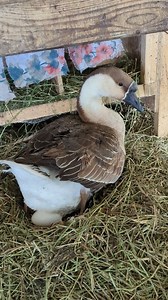 148K views · 10K reactions | Our goose laid an egg ♥️ #geese #goose #eggs #homesteading #farmlife #farm | Mountain Spring Homestead | Facebook