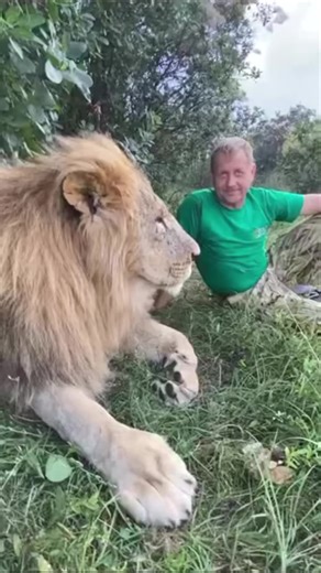 13K views · 160 reactions | The man tells the lion to LOOK IN THE EYES! | Lionman | Facebook