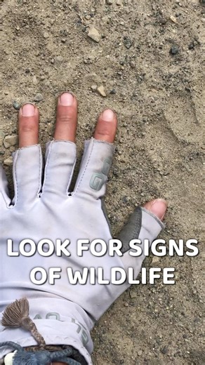 9.5K views · 253 reactions | Planning a camping or backpacking trip this summer? Here are some tips to help with campsite selection ️ #camping #backpacking #adventure #outside #animaltracks #explore | Homemade Wanderlust | Facebook