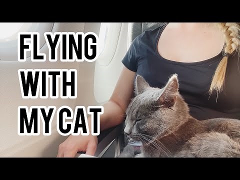 How to travel with your cat on plane | Step-by-step video | Austrian Airlines