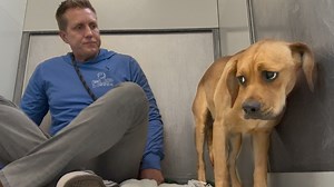 4.8M views · 94K reactions | This Hound dog Puppy is in an Emergency state… | Rocky Kanaka | Facebook