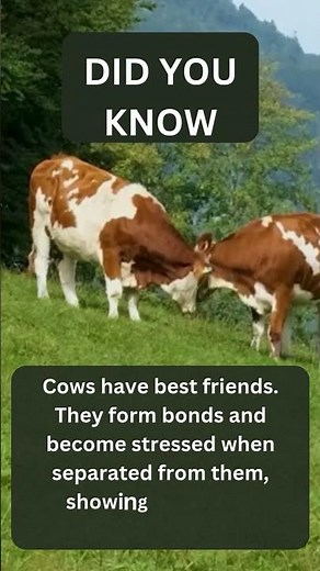Cows Have Feelings Too And Here’s Proof!