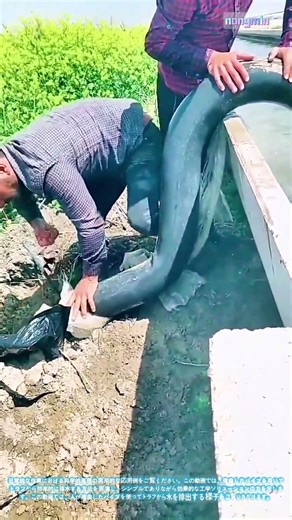 革新的な排水法：湾曲したパイプを用いたトラフからの排水