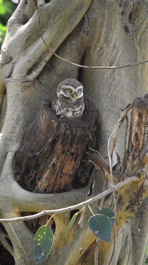 Baby Owl Coming Out From Nest