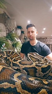 155K views · 1.3K reactions | #enclosure #tigerpython #burmesepython #reptilekeeper #amazing #terrariumbau #reptilesoftiktok #tiktok #tiktokgermany #python #snake #tooltime #work #exoticpets #wow #terrarium #viral #viraltiktok #foryou #4u #schlange #kiss #love #foryoupage #passion #exotic #fy #fypシ #fypage | Fabians Reptilienraum | Facebook