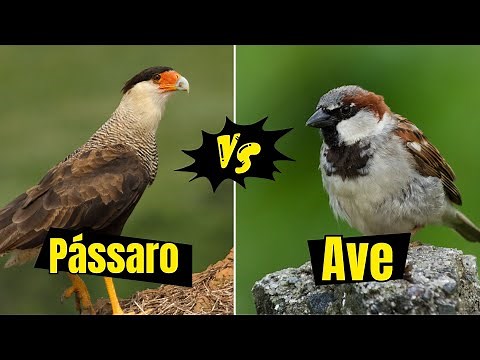 ENTENDA: Qual a DIFERENÇA entre AVE e PÁSSARO