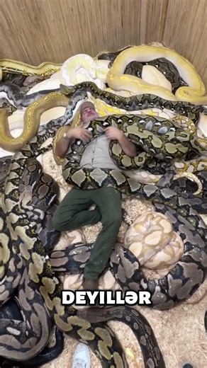Anakonda — Dünyanın Ən Böyük İlanı 🐍😱