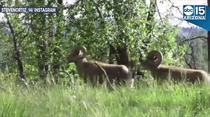 39K views · 867 reactions | Whoa, these guys are BIG! Watch these bighorn sheep leisurely stroll across our desert landscape. BIGHORN SHEEP: https://bit.ly/2N4KpR7 | ABC15 Arizona | Facebook