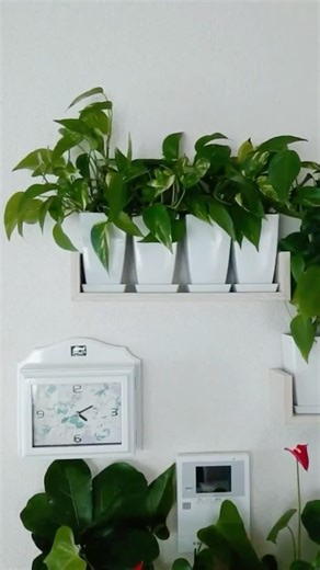 Pothos Propagation/How to Propagate Pothos😍#shorts #youtubeshorts #shortsfeed