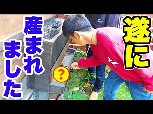 【祝!!】遂にアレが産まれました！！