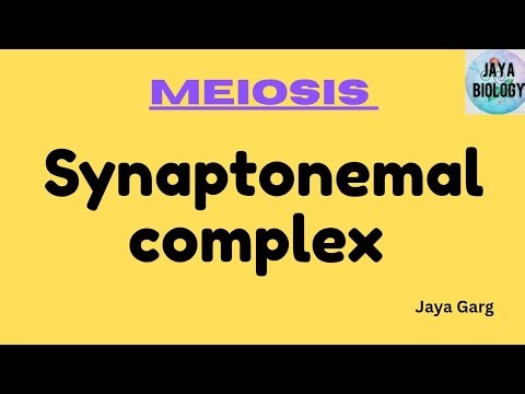 Synaptonemal complex #meiosis #neetbiology #cbse11th #biologyolympiad #cellcycleandcelldivision
