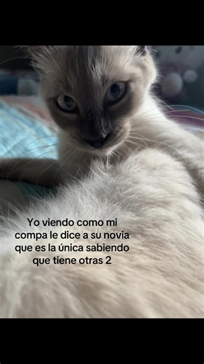 La Novia Inocente: La Verdadera Historia