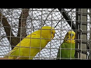 La volière des perruches ondulées