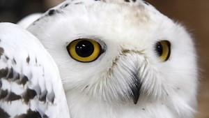 Here's everything you need to know about snowy owls in Wisconsin