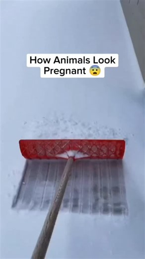 Decoding Worlds – Nature’s Darkest Secrets | 🐿️🐋 How Animals Look When They’re Pregnant Pregnancy looks very different in the wild — and sometimes surprisingly adorable. 🐿️ Squirrel... | Instagram