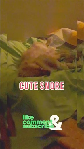 Cute Snore💤Ruby sleeping! 😴Subscribe ❤️#Ruby #PetShorts #Cute #ASMR