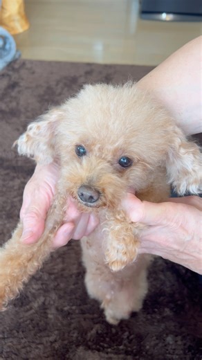 #ブラシ #brushing #リラックス #癒し #トイプードル#果物#toy poodle#princess#dog#ひめちゃん#gǒu#狗 ＃いぬ＃可愛い#개#собака#Hund
