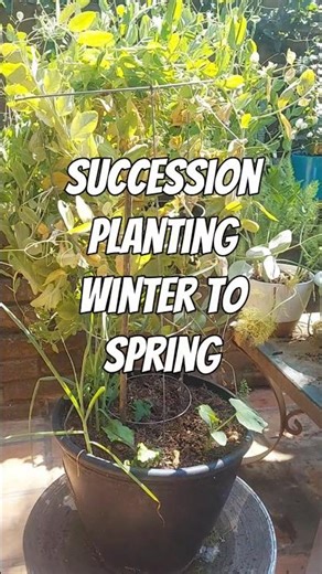 2 crops in 1 pot: Something's always growing with succession planting!