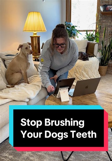 Easy Ways to Keep Your Dog's Teeth Clean Without Brushing