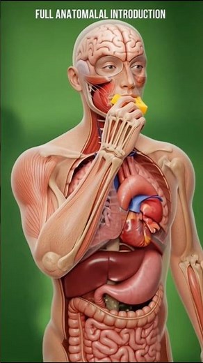 This video shows what role cheese plays in the body. #health #science