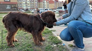 the dog drinks water from the hands of its owner. dog drinks from a plastic bottle on the street on a hot summer day. Woman taking care of her dog while walking