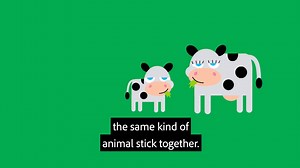 A herd is when a group of the same type of animals stick together, like a really large family! Have your students ever seen a herd of animals? | PBS Teachers | Facebook