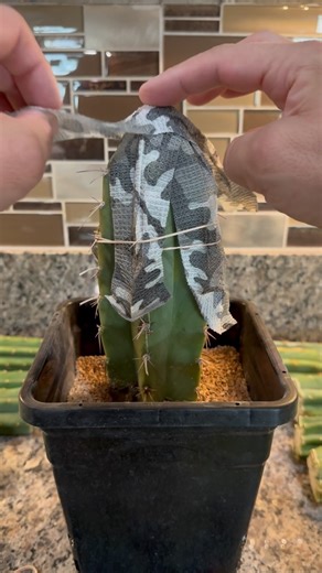 Hopefully the variegation is strong with this one! #cactusjeff | Jeff Hanson