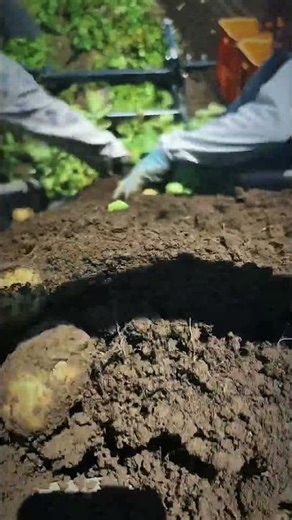 Potato harvest separator machine for clean and efficient crop sorting