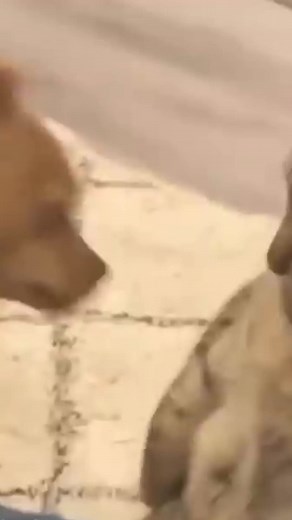 Cat&Dog_Smil na TikTok
