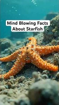 Mind Blowing Facts About Starfish
