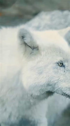 Wolf Pack Behavior Explained | Family Not Hierarchy