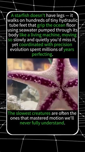 THE CREATURE THAT WALKS ON HUNDREDS OF FEET YOU CA