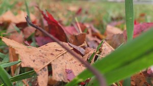Why you don't need to rake the leaves in your yard this fall