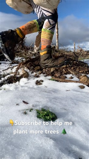 Forestry worker tree planting Scottish woodland Sitka spruce winter work snow