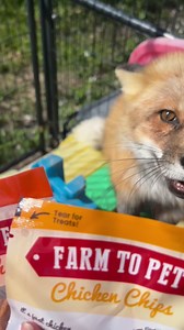 12K views · 113 reactions | @Farm to Pet treats are officially fox approved!Order some crunchy treats for your furry companion using out discount code CLEVYR to save 15% on your first order and 5$ will be donated to the clevyr foxes! #fox #foxsounds #clevyrfoxes #asmr #crunchy #foxy #redfox #perfox | Clevyr Creatures Fox Sanctuary | Facebook