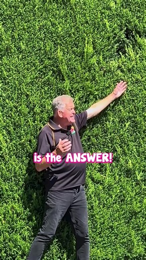 Hello Hello Plants on Instagram: "🌿 Chris vs. The Biggest Hedge Ever! 🌿 At the start of this reel, Chris finds himself face to face with a GIANT Castlewellan Gold hedge—so big it might just swallow him whole! 😂 But don’t worry, he makes it out alive to tell you all about why this fast-growing, golden-green beauty is one of the best choices for privacy, wind protection, and adding a lush backdrop to any garden. 🌱✨ Watch as he explains how easy it is to grow and sha