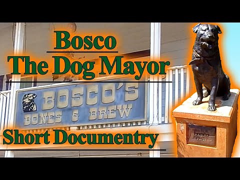 Bosco The Dog Mayor's Documentary