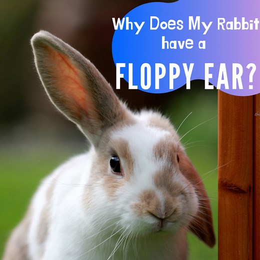 Why Is My Rabbit's Ear Floppy? Lop Genes and Other Causes