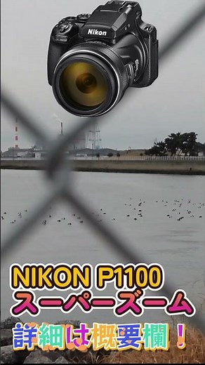 NIKON P1100スーパーズーム 超望遠 野鳥 #P1100 #NIKON #超望遠