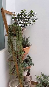 Aprender a cuidar nuestras plantas complicadas nos llena de alegría. #plantlover #plantas | PlantChevere