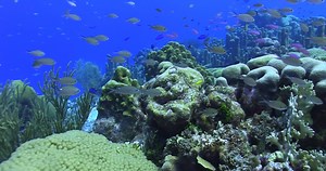 [DIVE] Discover our underwater world or wanna have some watersports fun? We rent it all! More information: https://bluebay-curacao.com/activities/diving, dive@bluebay-curacao.com and 5999 888 5450 | Blue Bay Curaçao