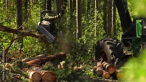 Forestry equipment making deforestation coniferous forest. Logging industry. Feather delimbing bucking machines (harvesters). Felling trees, cutting knots and swathing whips for different assortments.