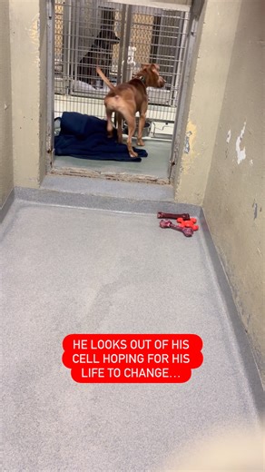 Brad Pitt has never known what a home feels like. Or a family. 💔 He came from a cruelty situation & now he lives at the shelter waiting for his life to change…Brad loves other dogs & passed his cat test here at the shelter, but he’s shy! SO WHO WILL GIVE BRAD A CHANCE? PLEASE SHARE BABY BRAD! 🙏🏼 Brad Pitt’s Shelter Bio: Meet Brad Pitt – A Rising Star Ready for His Big Break! Brad Pitt may not walk the red carpet, but he will walk right into your heart. This sweet 1-year-old terrier mix arrive