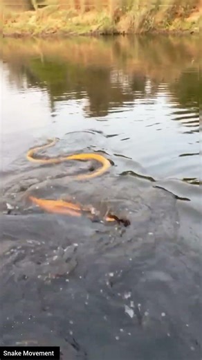 Strange Snake Behavior in Water – Nature’s Hidden Secrets #educational #snake #wildliferescue
