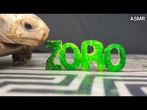 Tortoise Eats "ZORO" Fruit Letters | ASMR Relaxing Munching 🐢