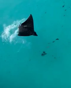 Who knew stingrays could jump so high? 💦 😮 | UNILAD Adventure