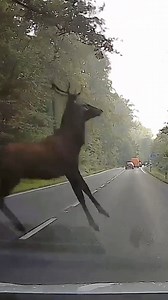 179K views · 990 reactions | Don't pet the wild animals  | FailArmy | Facebook